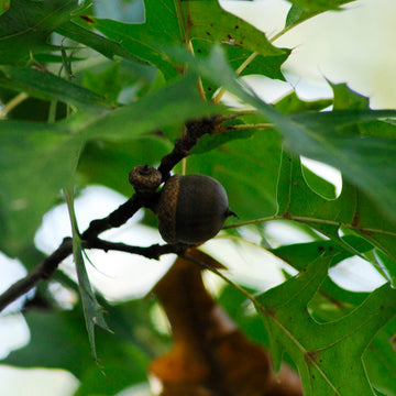 Image of pin oak acorn in a tree.
